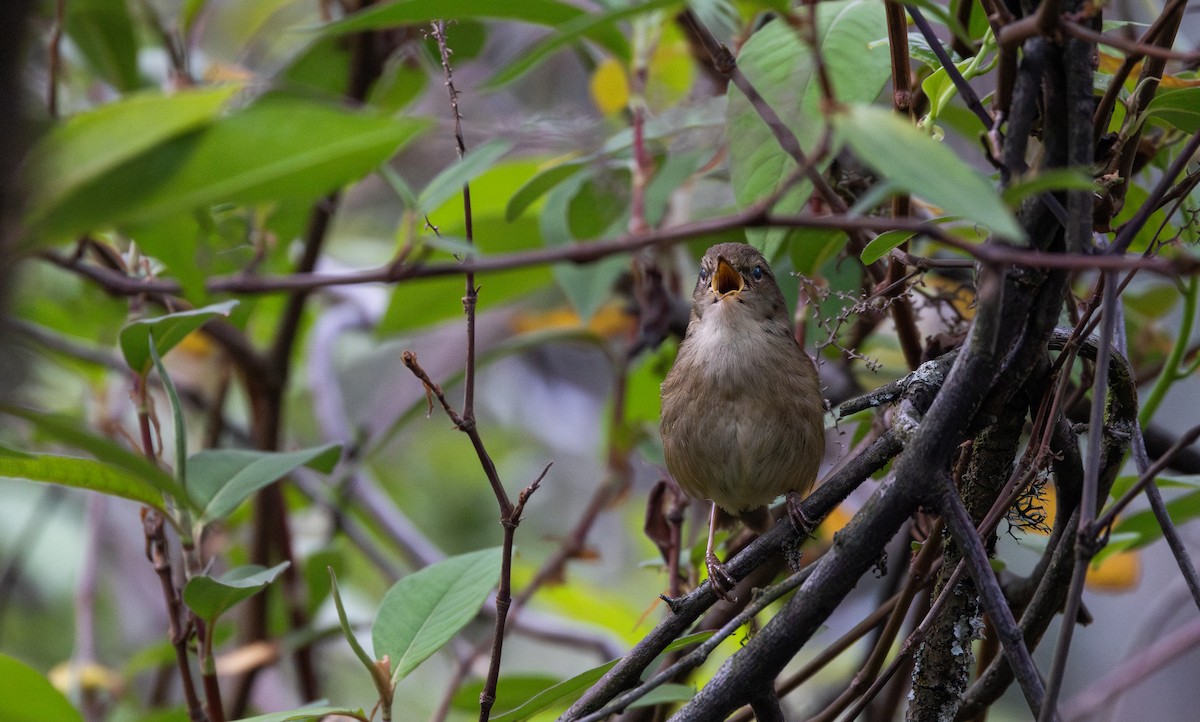 Brownish-flanked Bush Warbler - ML641264846