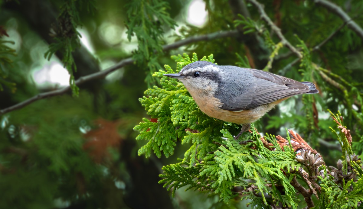 Red-breasted Nuthatch - ML641264853