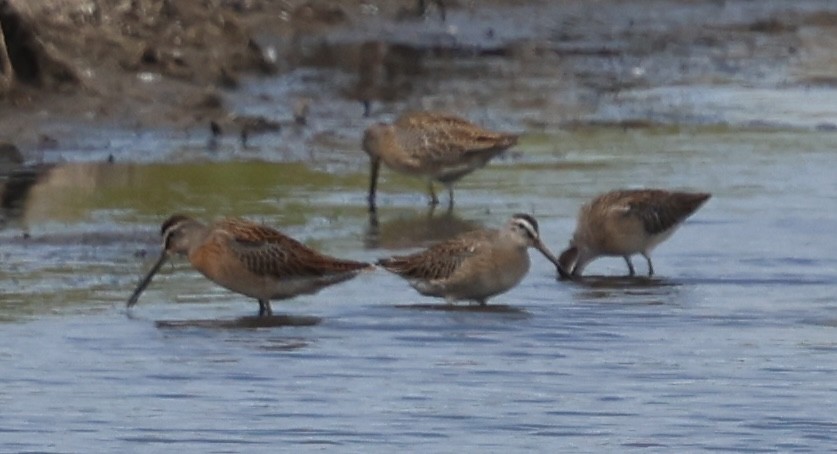 Short-billed Dowitcher - ML641264857