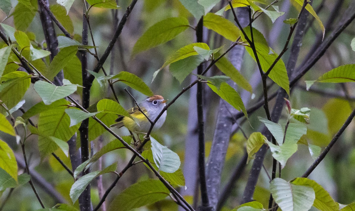 Chestnut-crowned Warbler - ML641264860