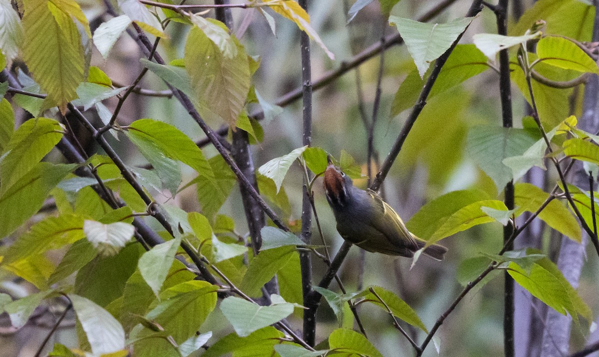 Chestnut-crowned Warbler - ML641264861