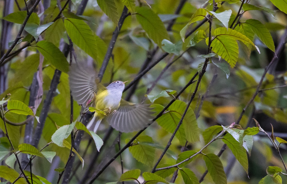 Chestnut-crowned Warbler - ML641264862