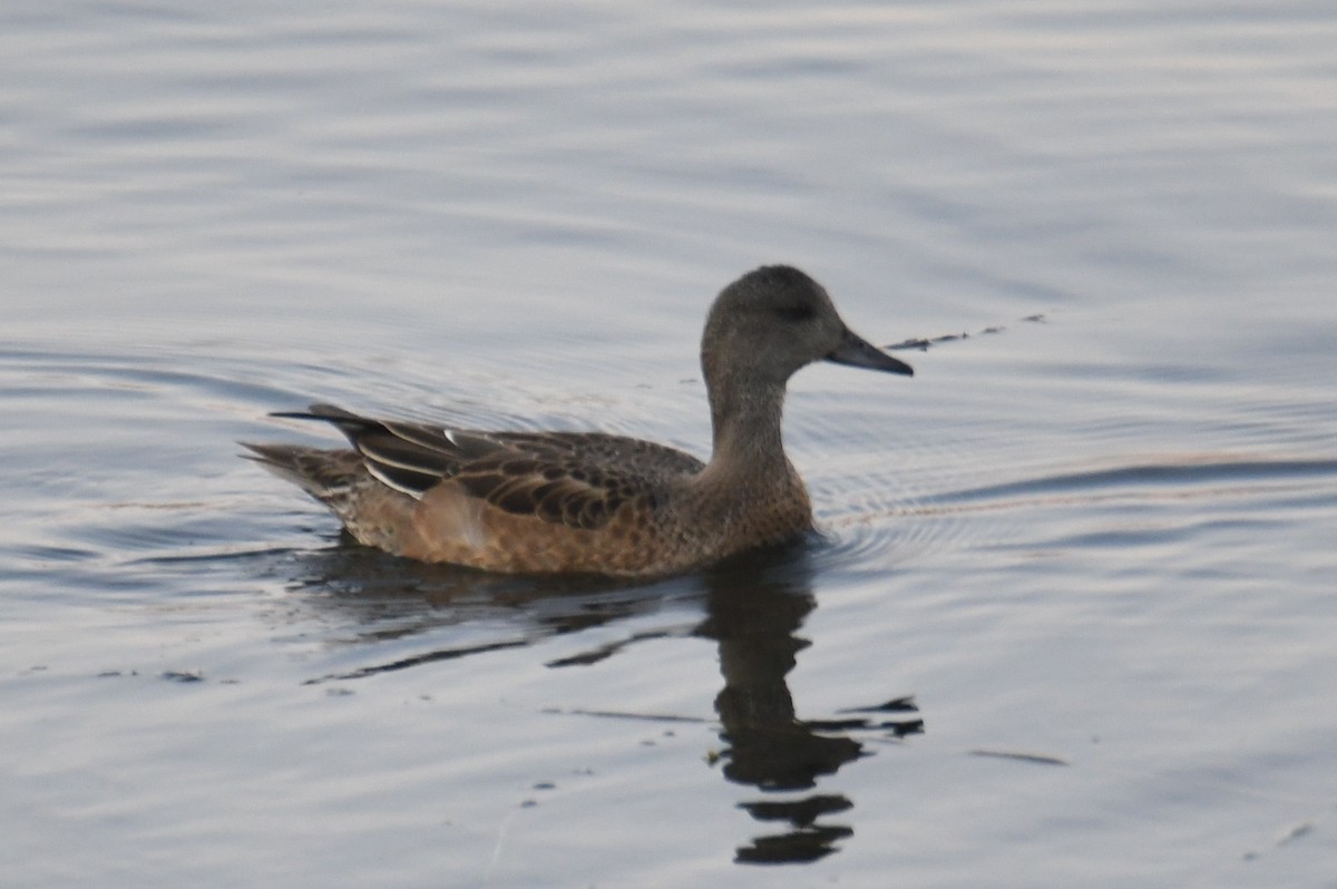 Canard d'Amérique - ML641264878