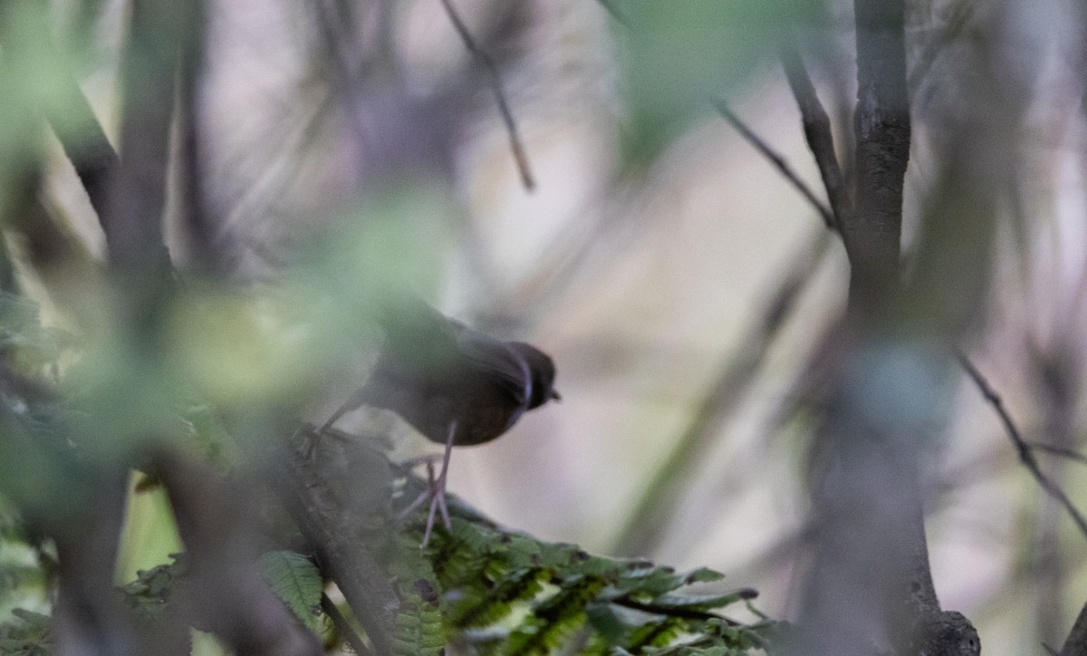 Russet Bush Warbler - ML641264888