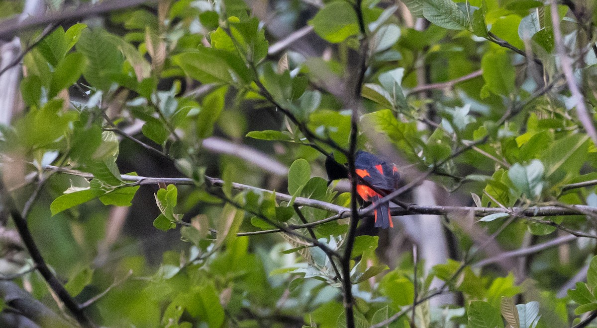 Graukehl-Mennigvogel - ML641264922