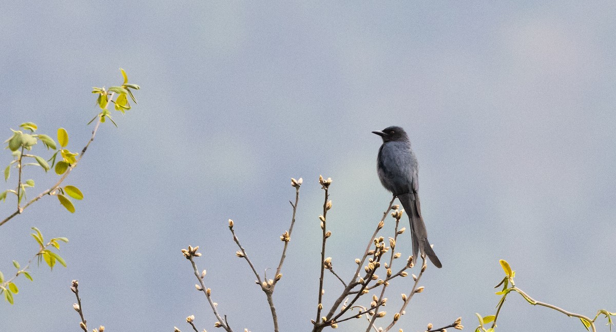 Drongo cendré (groupe longicaudatus) - ML641264931
