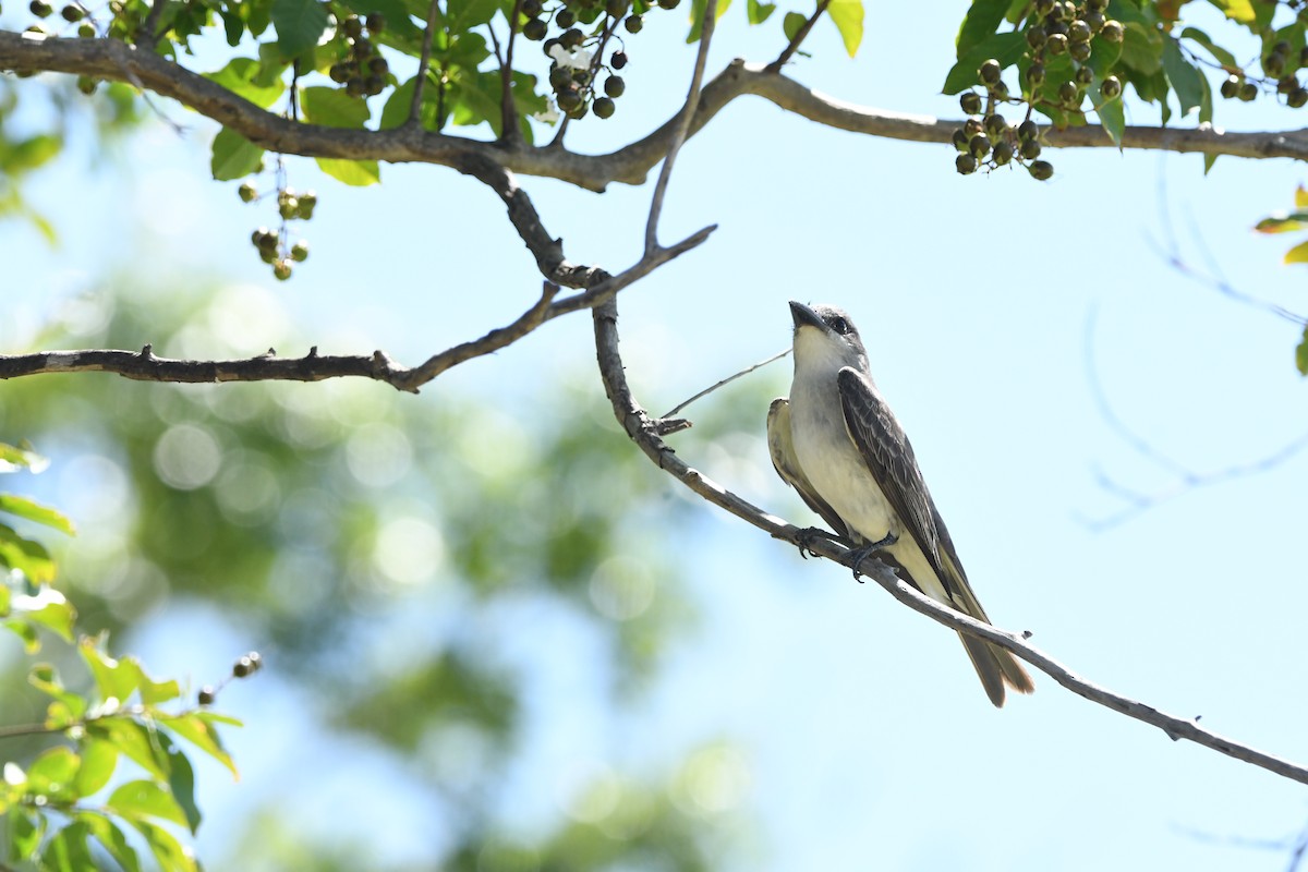 Gray Kingbird - ML641264961