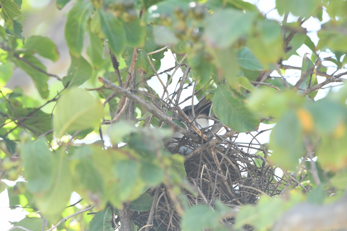Gray Kingbird - ML641264969
