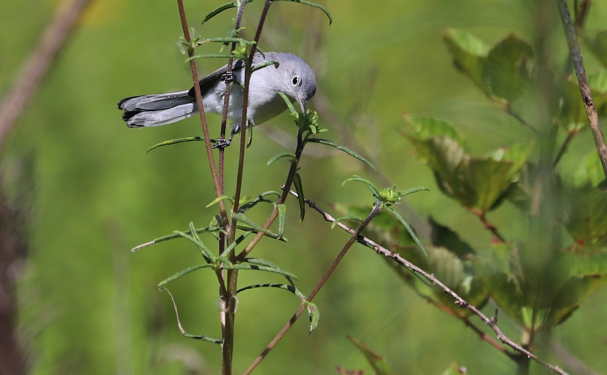 Blue-gray Gnatcatcher (Eastern) - ML641264970