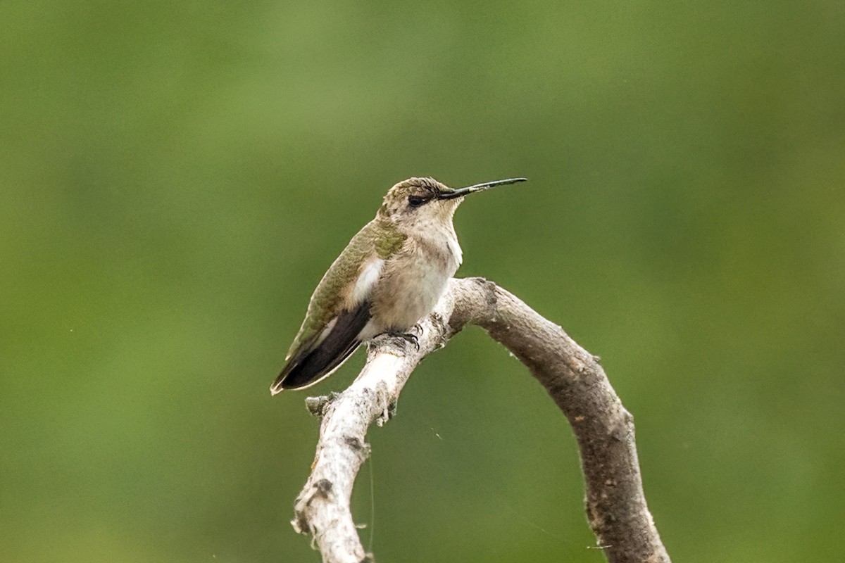 Black-chinned Hummingbird - ML641264999