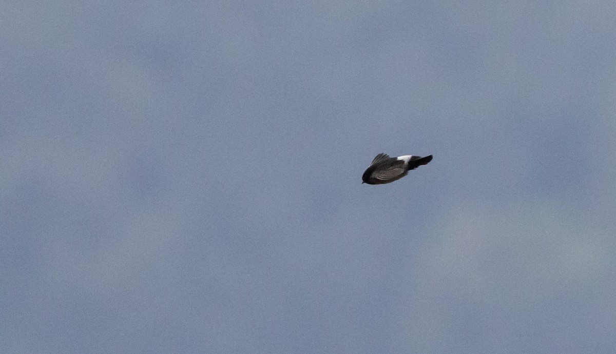 Hirondelle du Népal - ML641265002