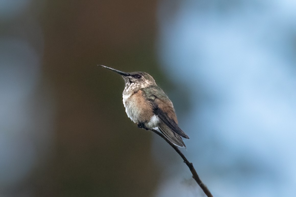 Allen's Hummingbird - ML641265007