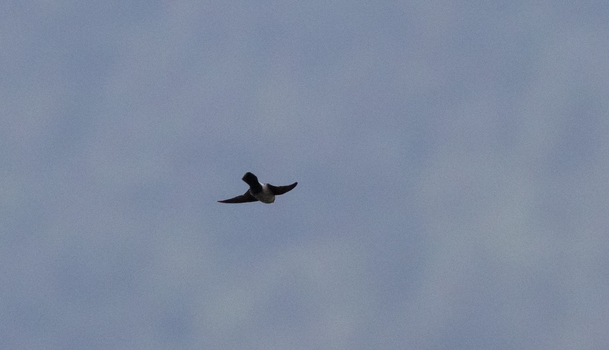 Hirondelle du Népal - ML641265010