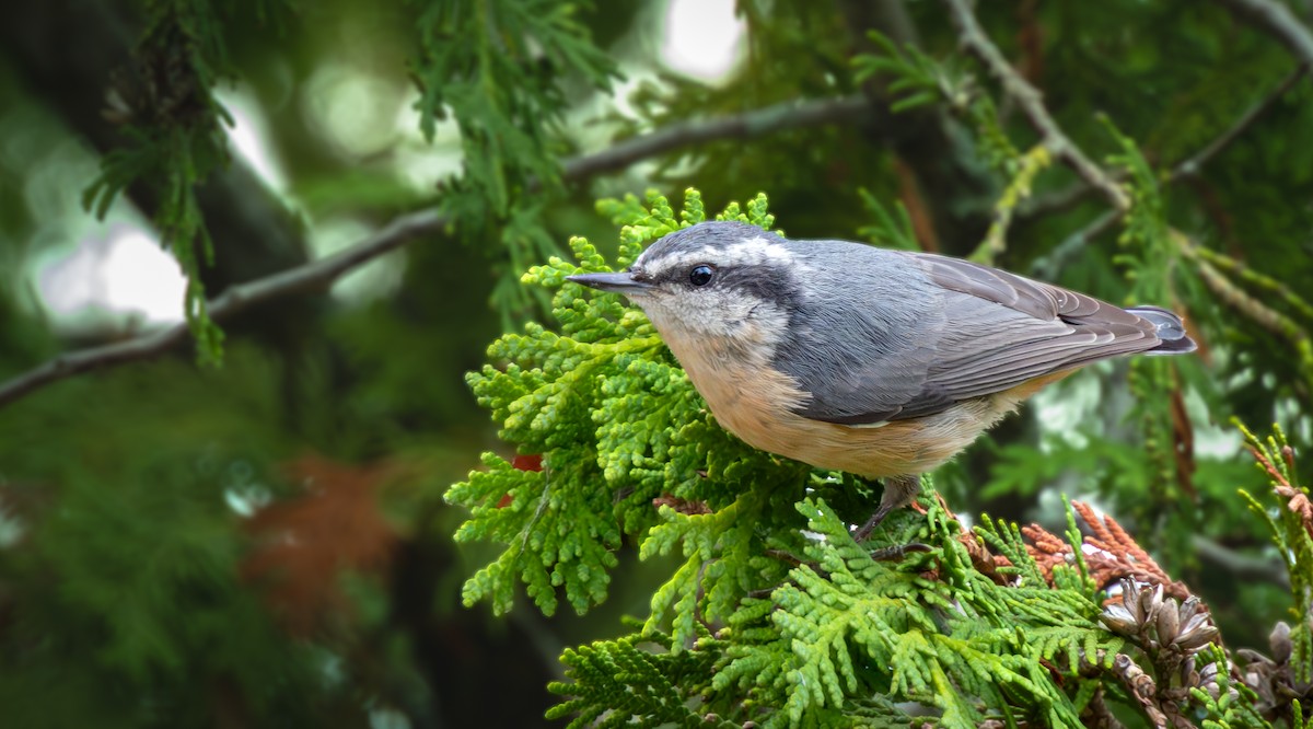 Red-breasted Nuthatch - ML641265013