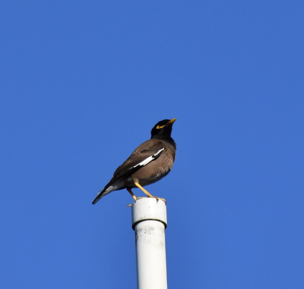 Тольт бор тодол - ML641265019