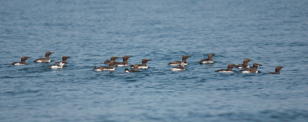 崖海鴉 - ML641265020