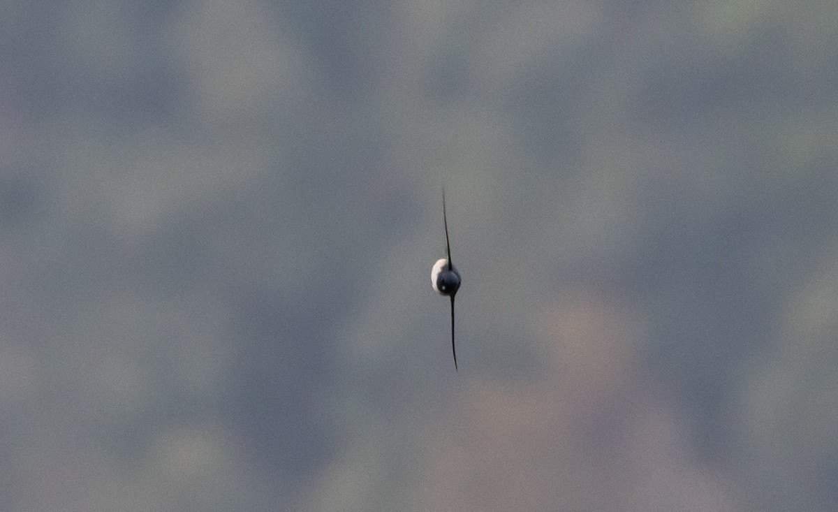 Hirondelle du Népal - ML641265022