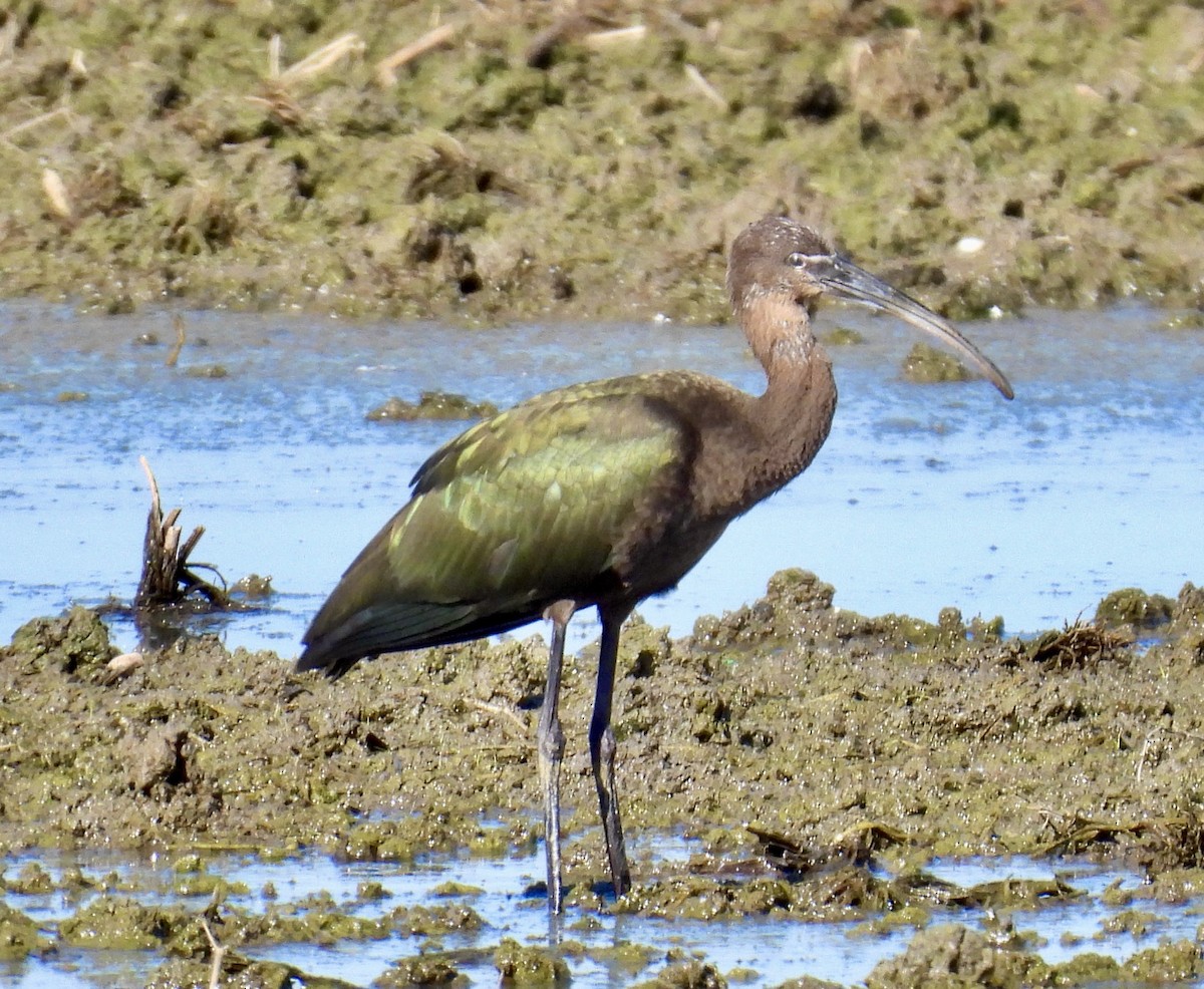 Glossy/White-faced Ibis - ML641265029