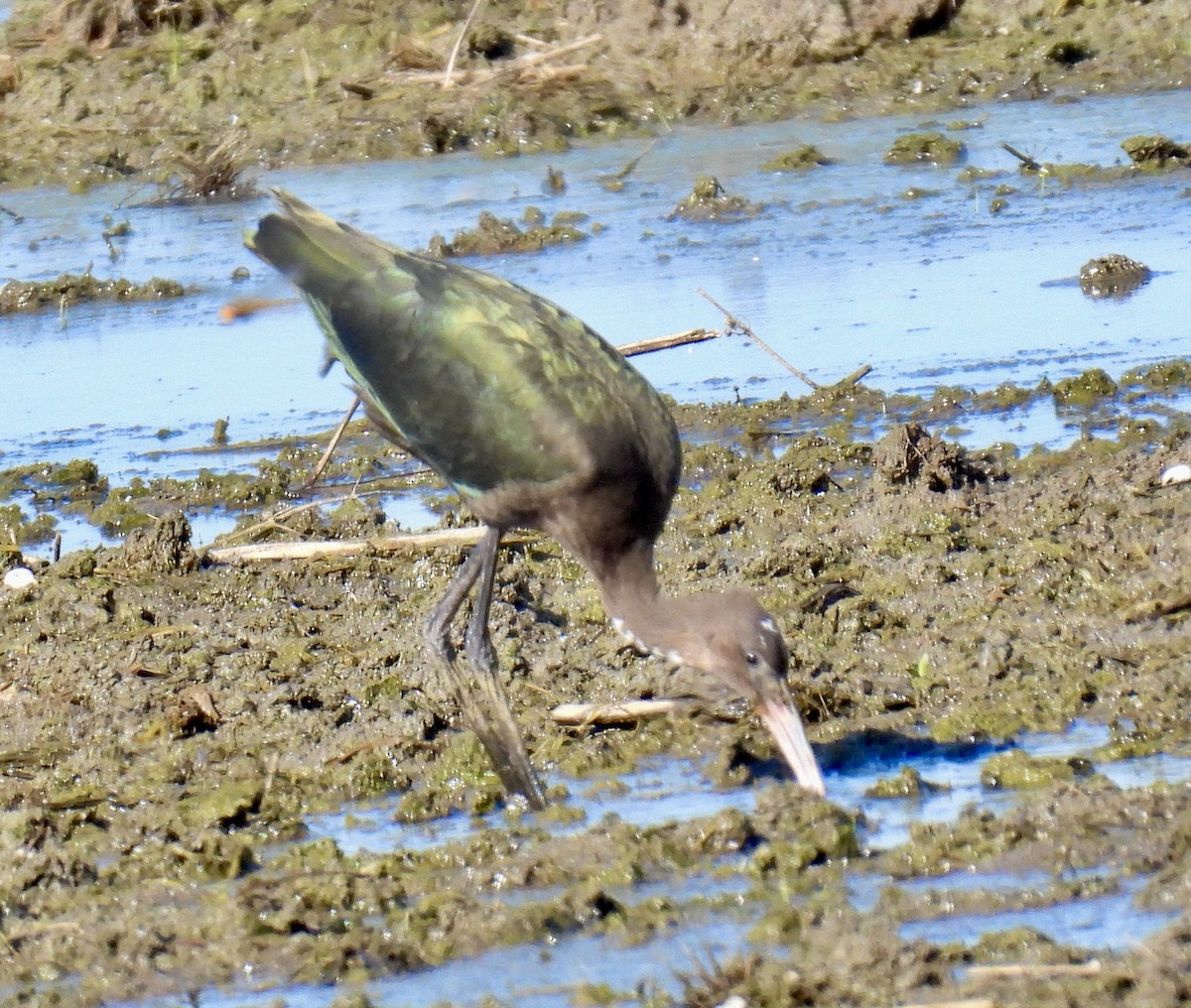 Glossy/White-faced Ibis - ML641265031