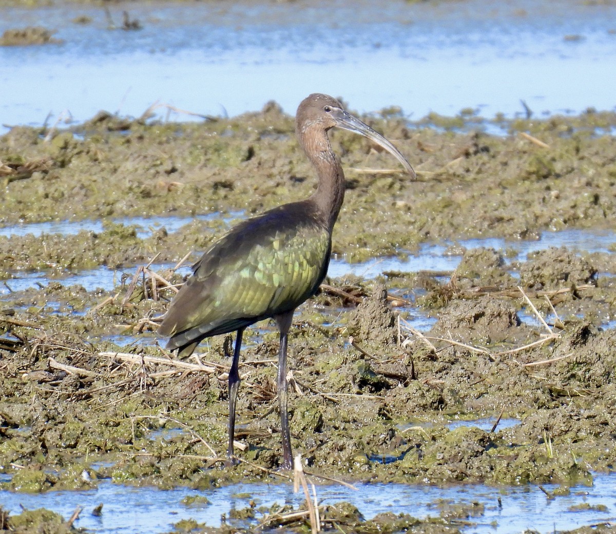 Glossy/White-faced Ibis - ML641265032