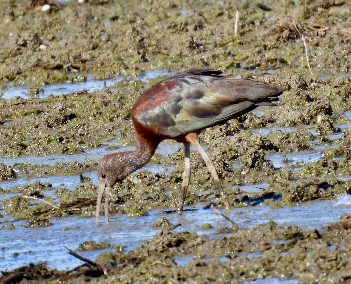 Glossy/White-faced Ibis - ML641265033