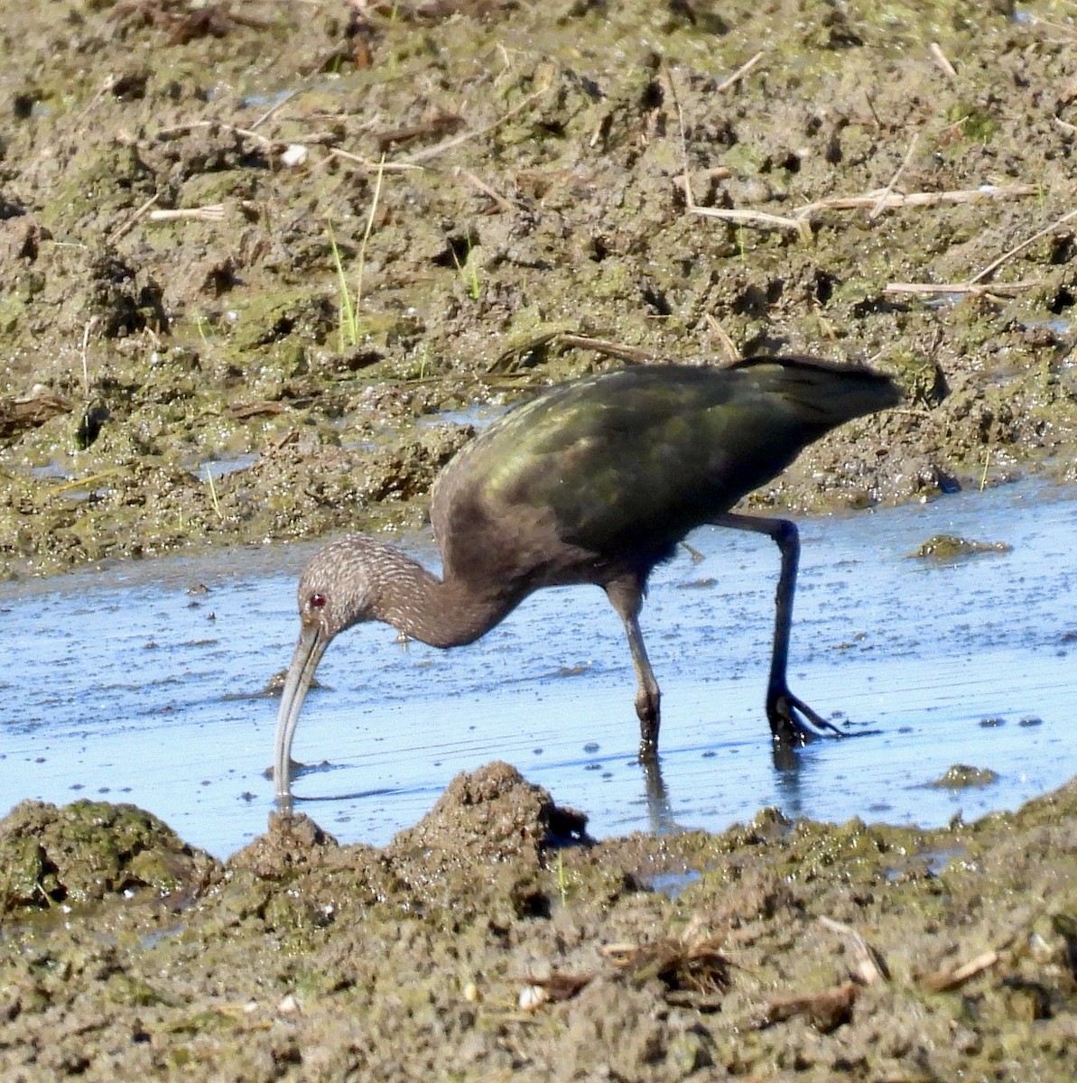 Glossy/White-faced Ibis - ML641265034