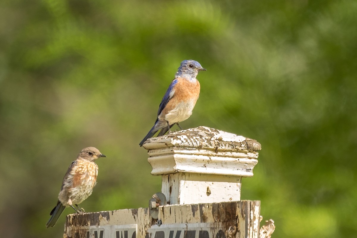 Western Bluebird - ML641265046