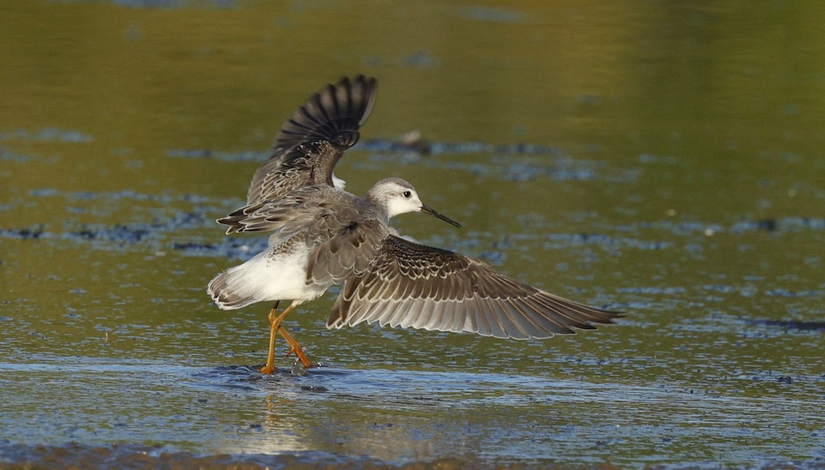 Wilson's Phalarope - ML641265056
