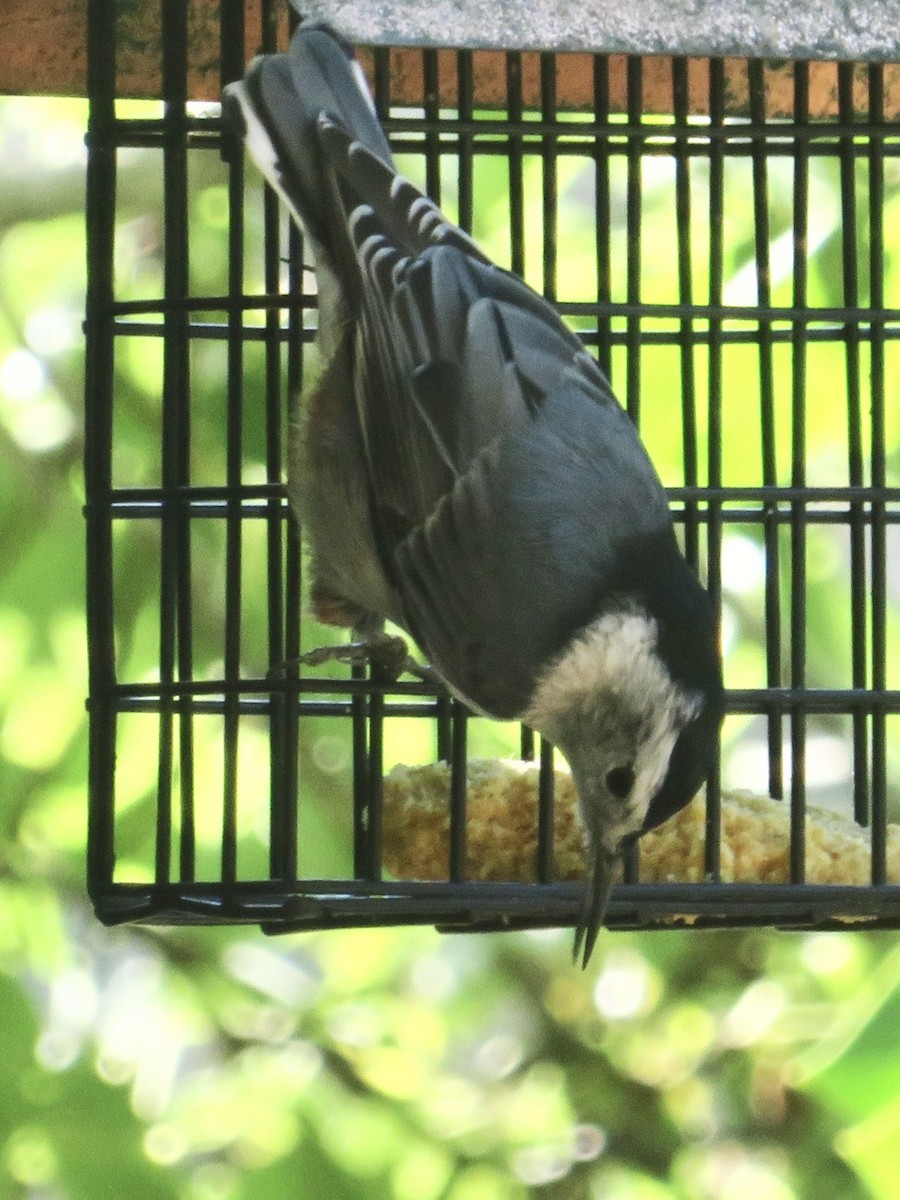 White-breasted Nuthatch - ML641265076