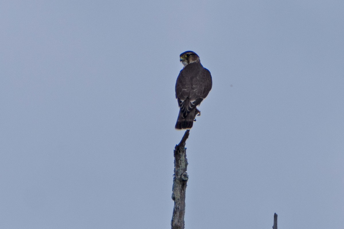 Merlin - ML641265085