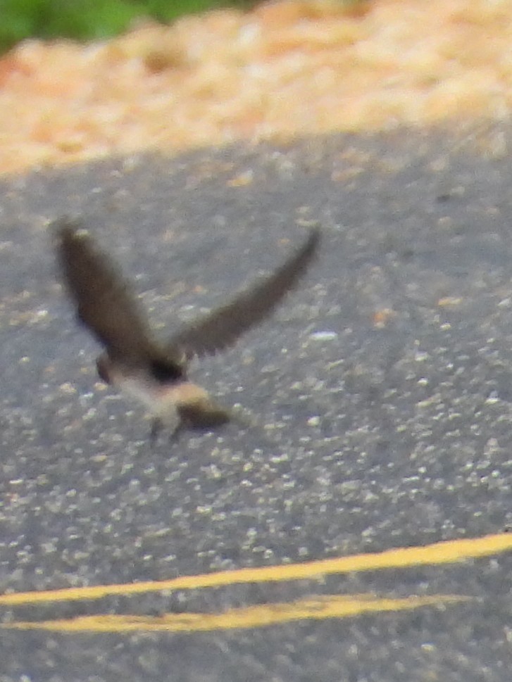 Cliff Swallow - ML641265088