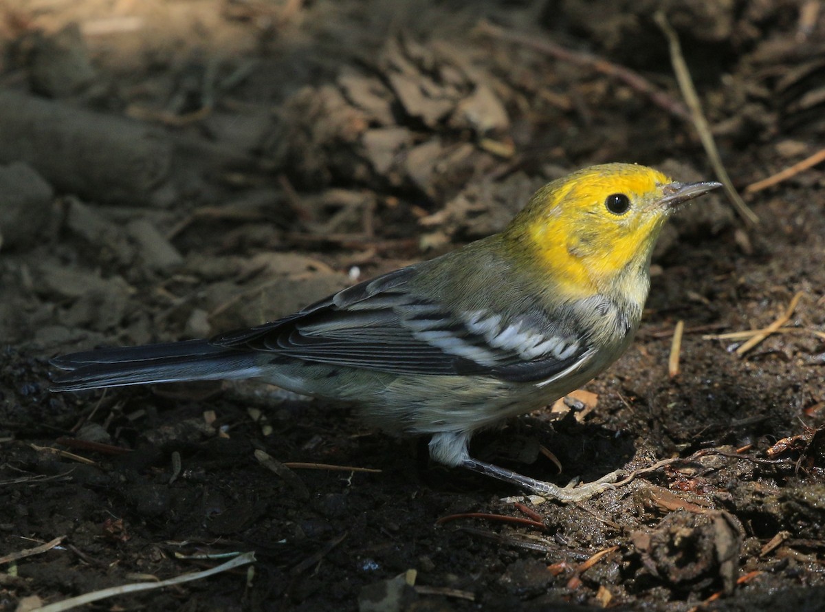 Townsend's x Hermit Warbler (hybrid) - ML641265097