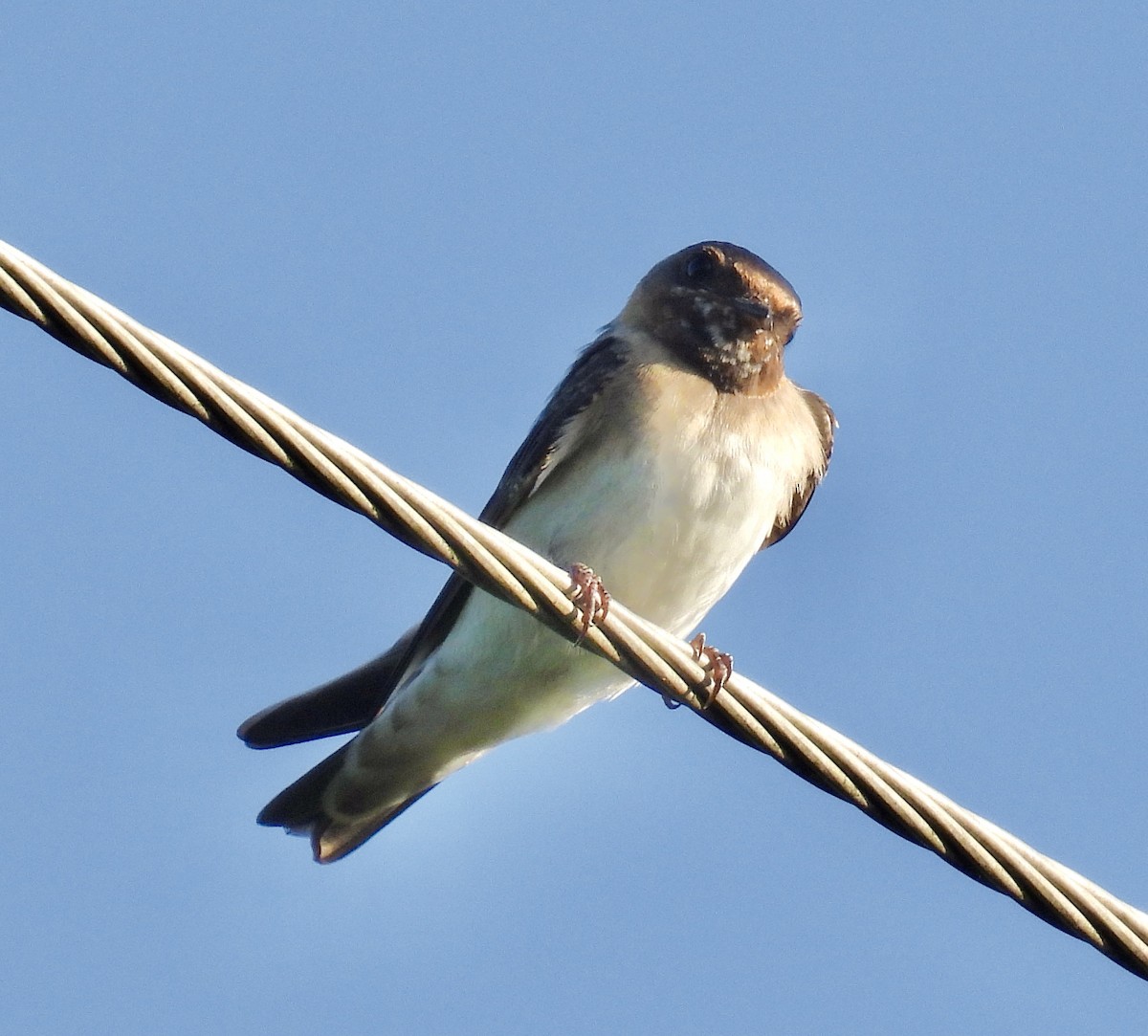 Cliff Swallow - ML641265102