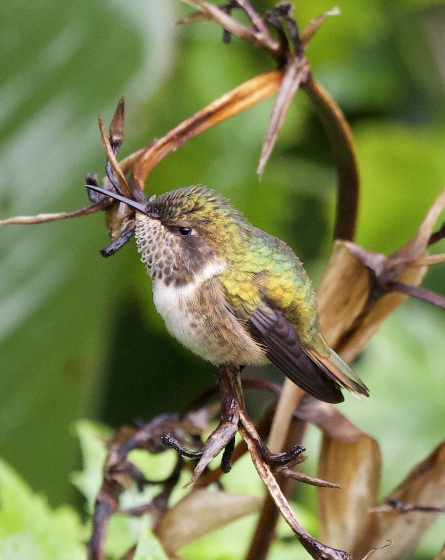 Volcano Hummingbird - ML641265113