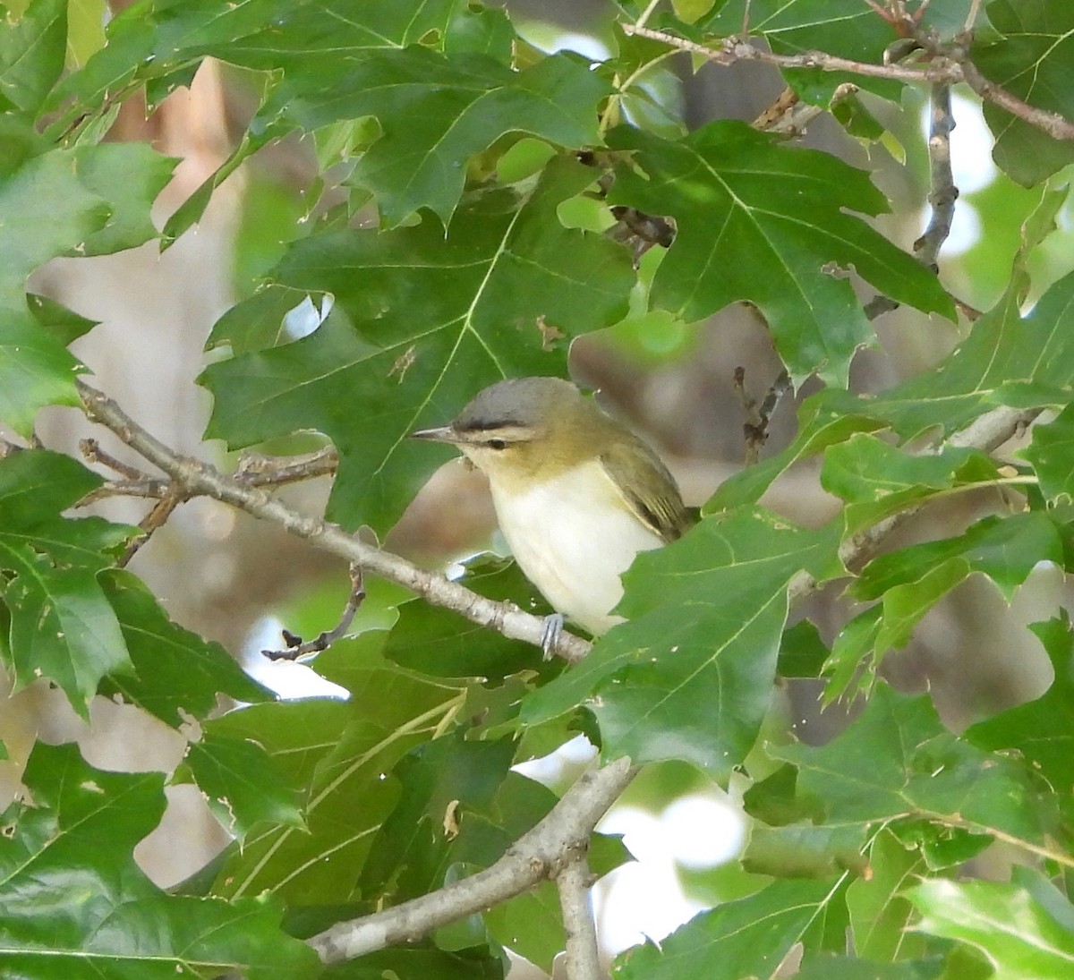 Red-eyed Vireo - ML641265171