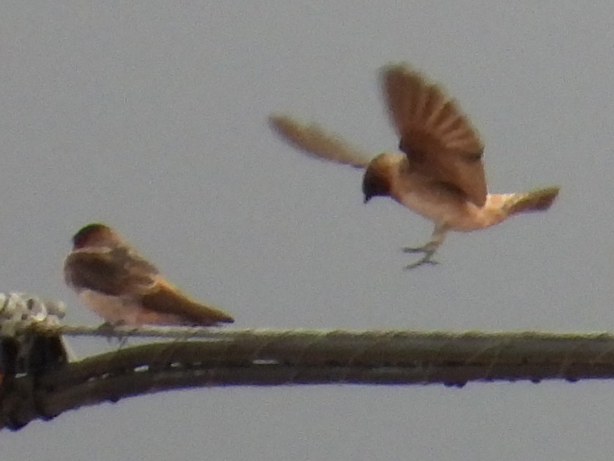 Cliff Swallow - ML641265174