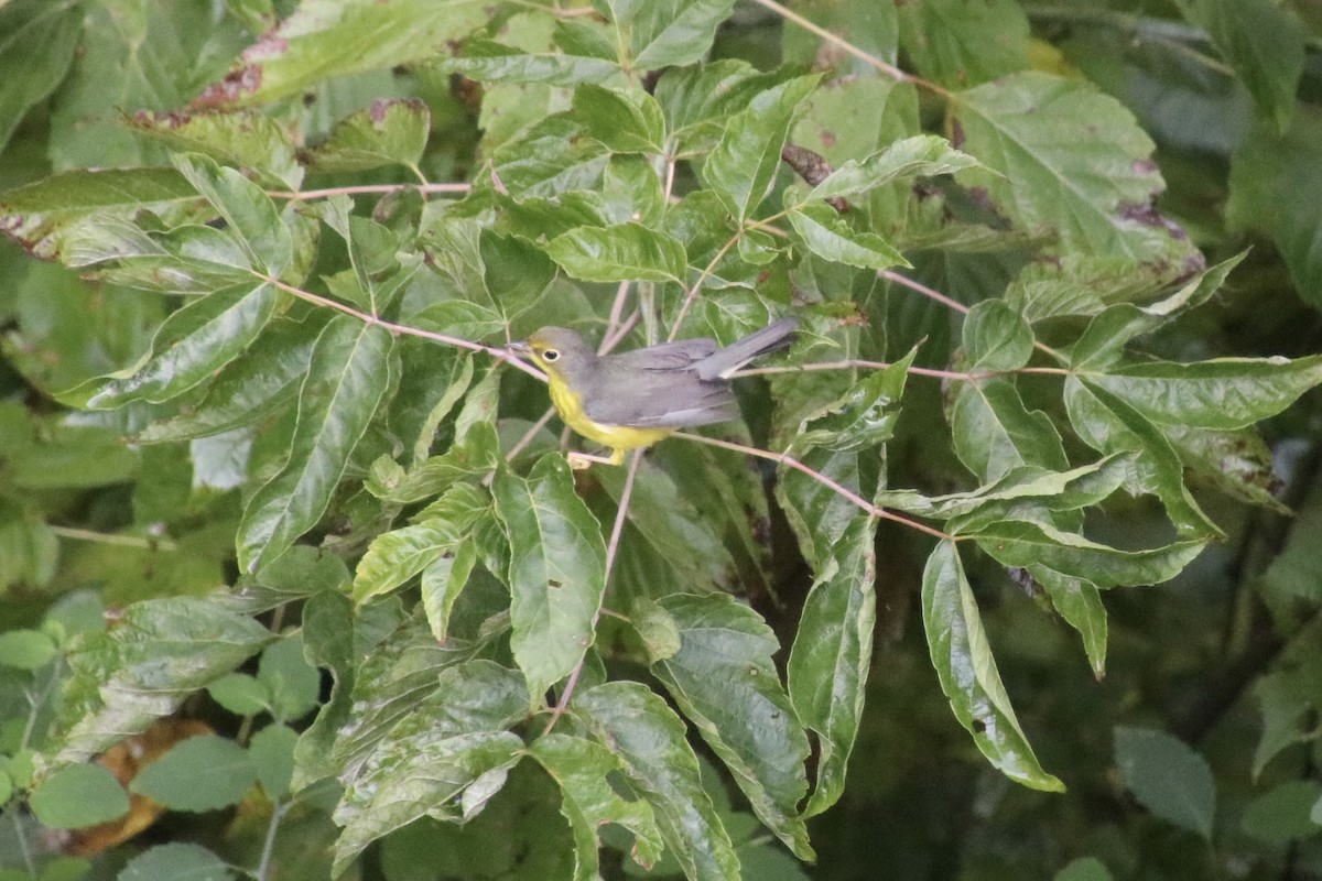 Canada Warbler - ML641265175