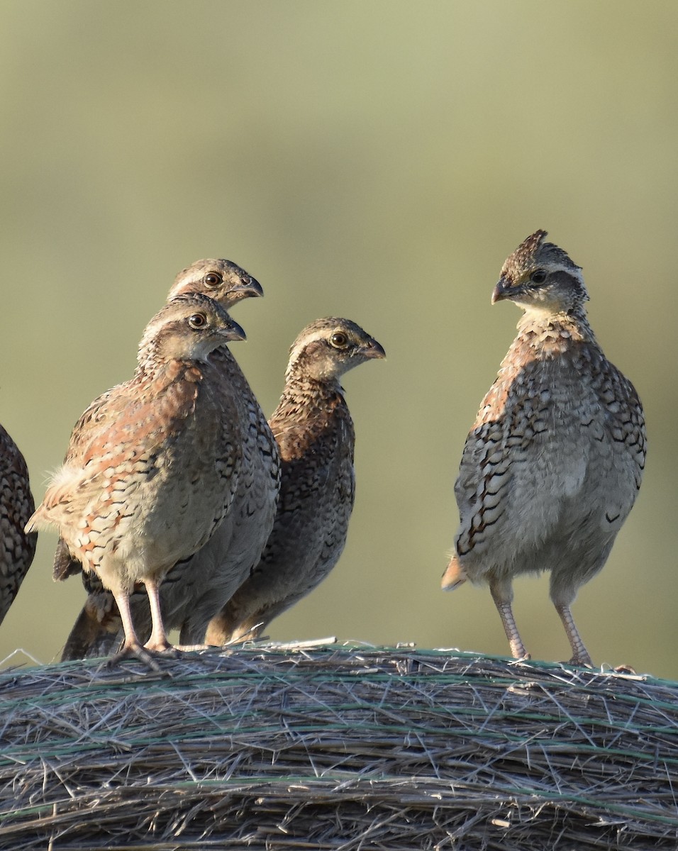 Northern Bobwhite - ML641265181