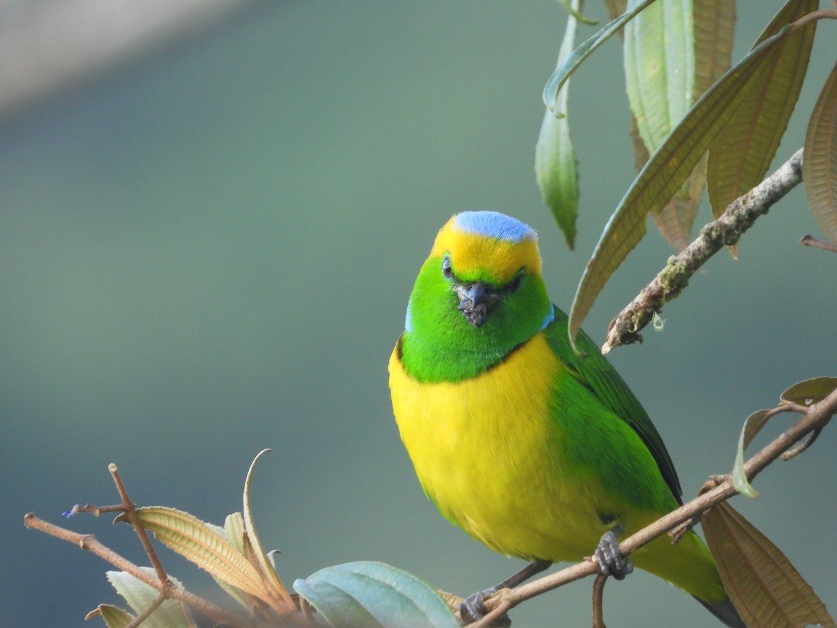 Golden-browed Chlorophonia - ML641265197