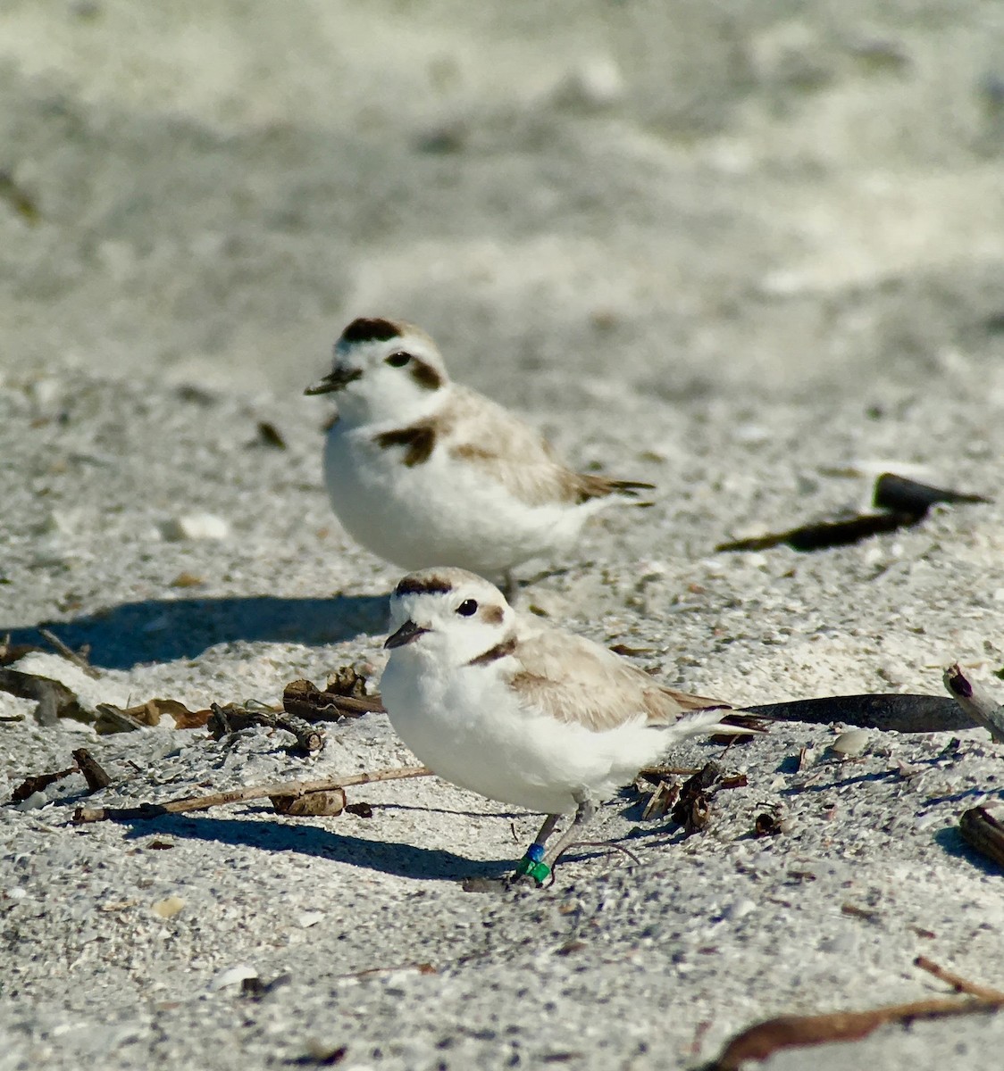 Snowy Plover - ML641265208