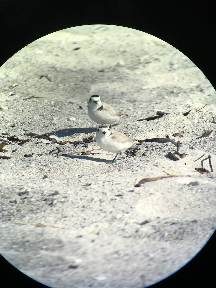 Snowy Plover - ML641265209