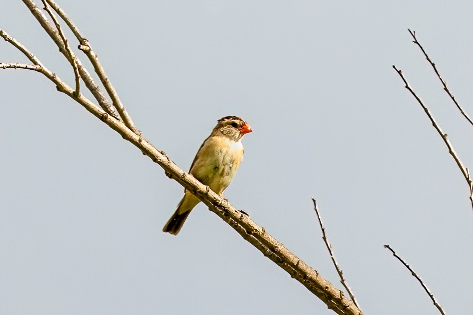 Pin-tailed Whydah - ML641265229