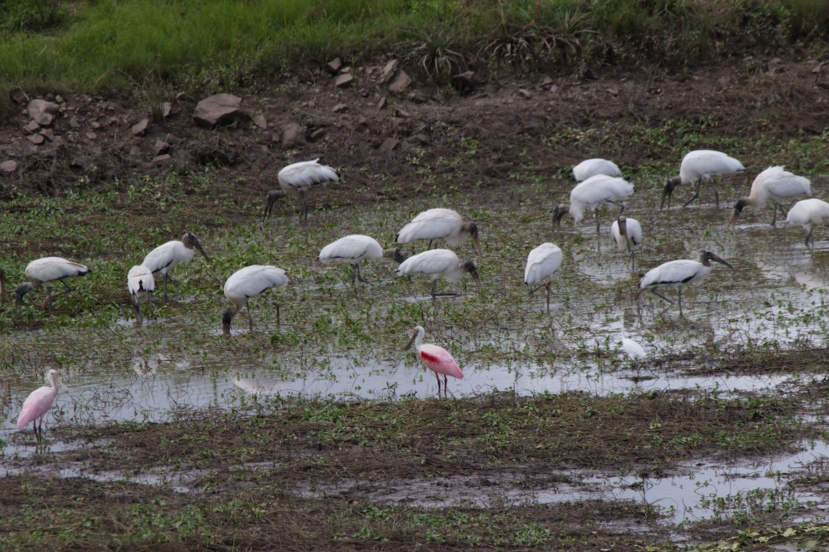 Wood Stork - ML641265269