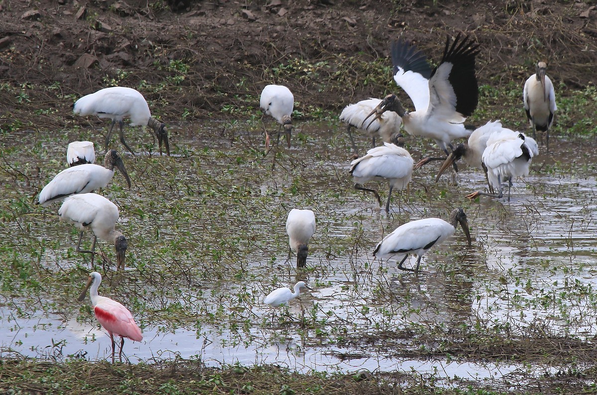 Wood Stork - ML641265280