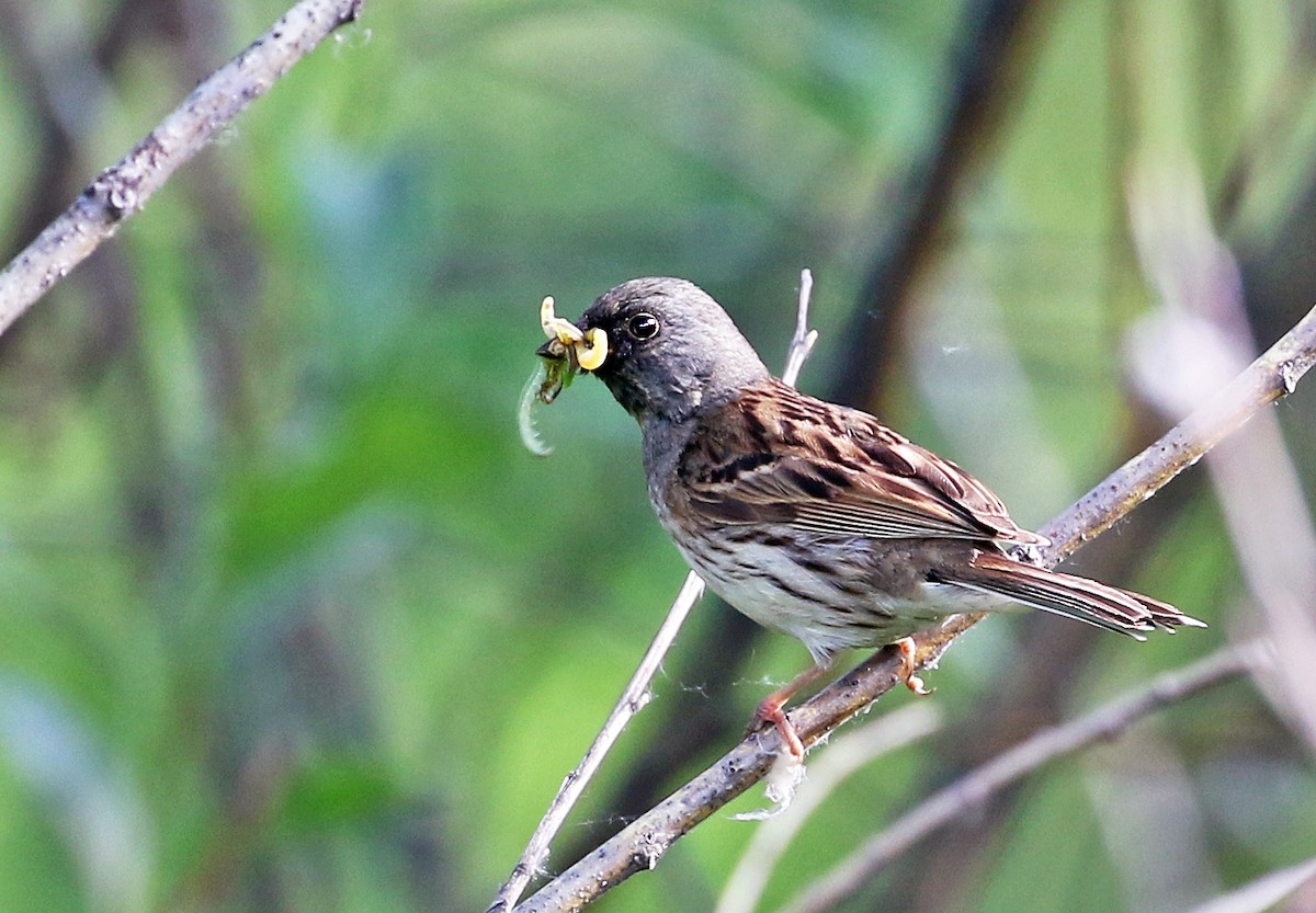 Black-faced Bunting - ML64126531