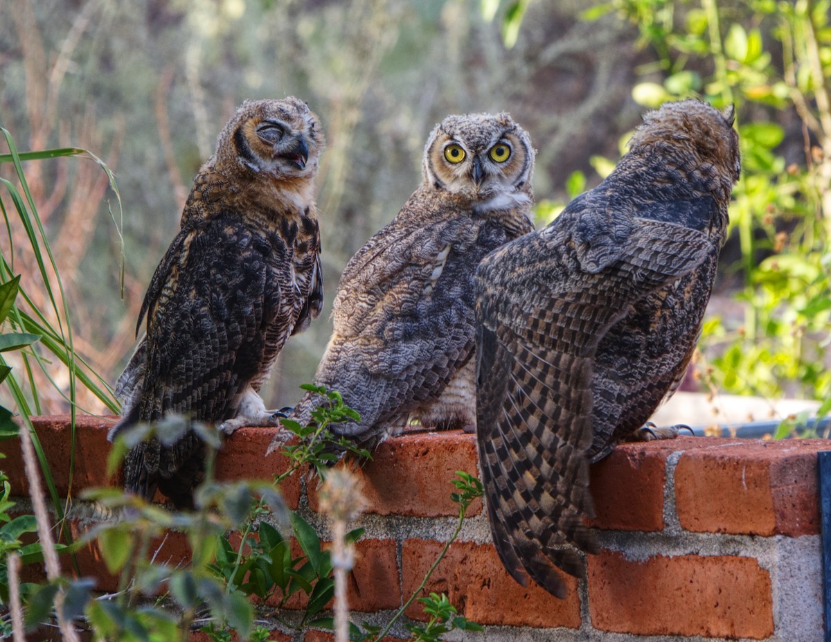 Great Horned Owl - ML641265334