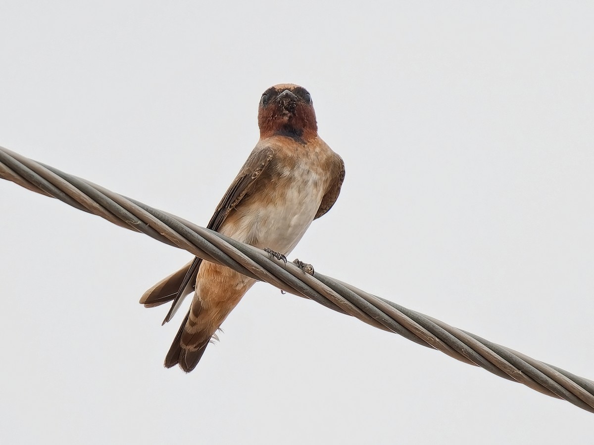 Cliff Swallow - ML641265363