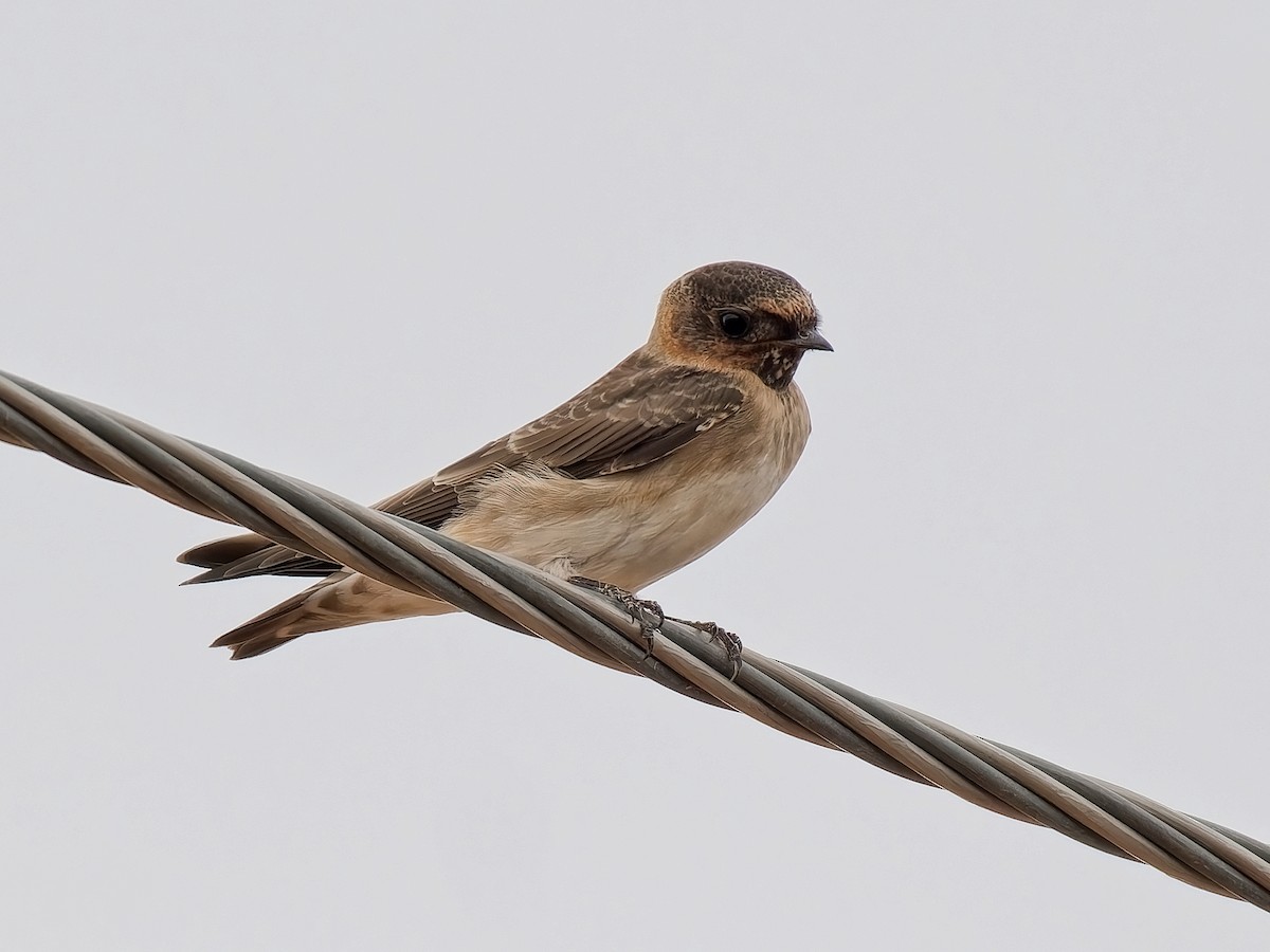 Cliff Swallow - ML641265364
