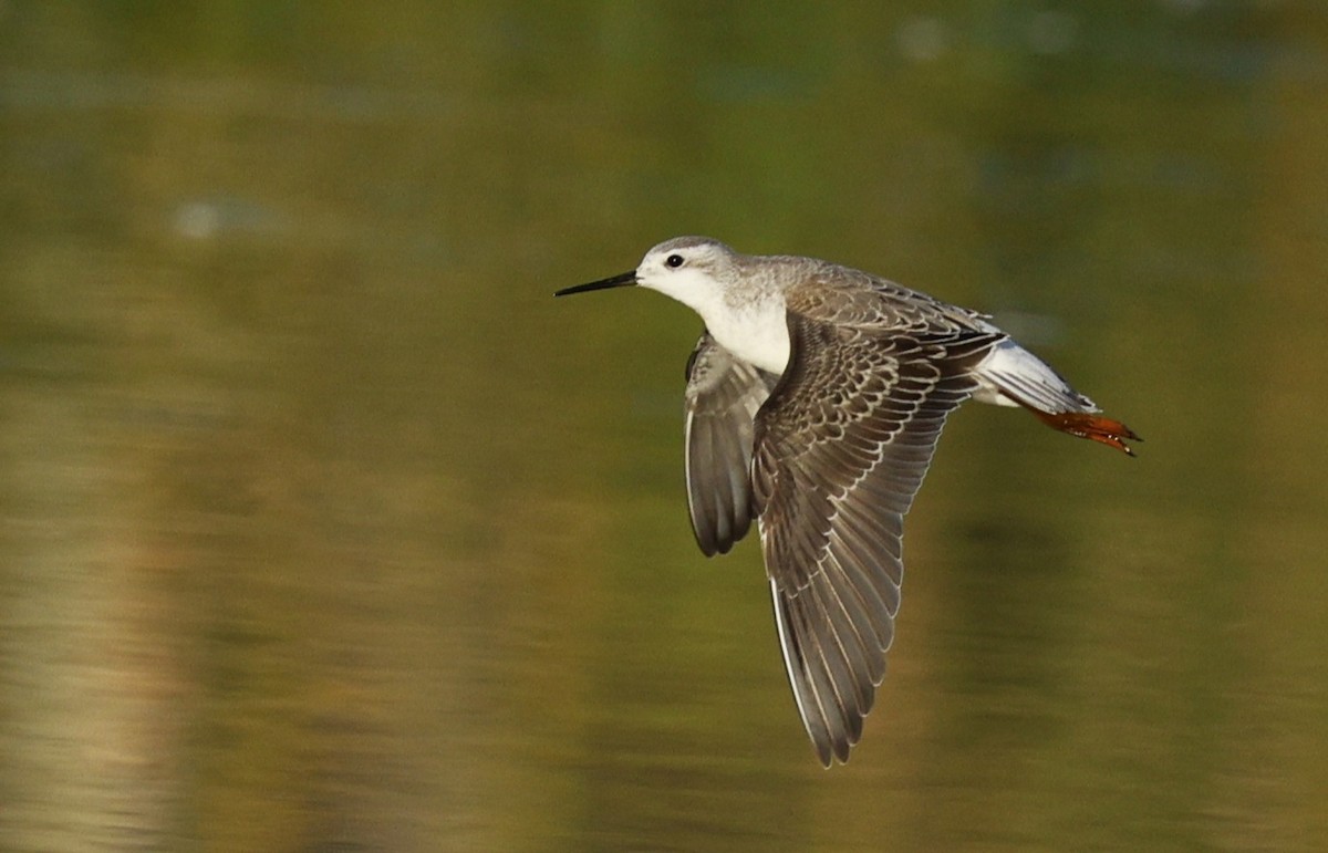 Wilson's Phalarope - ML641265401