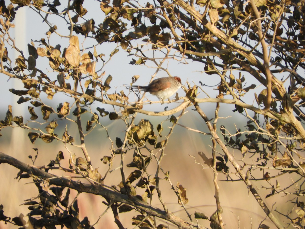 Pale-breasted Spinetail - ML64126541